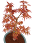 Preview: Bonsai - Acer palmatum 'Seigen' Japanischer Fächerahorn aus Japan 229/78