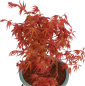 Preview: Bonsai - Acer palmatum 'Seigen' Japanischer Fächerahorn aus Japan 229/79