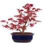 Preview: Bonsai - Acer palmatum Deshojo - roter Fächerahorn 229/81