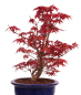 Preview: Bonsai - Acer palmatum Deshojo - roter Fächerahorn 229/81