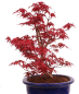 Preview: Bonsai - Acer palmatum Deshojo - roter Fächerahorn 229/81