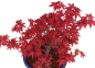 Preview: Bonsai - Acer palmatum Deshojo - roter Fächerahorn 229/81