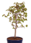 Preview: Bonsai - Fagus crenata, Japanische Kerbbuche  aus Japan 229/83