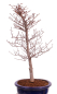 Preview: Bonsai - Fagus crenata, Japanische Kerbbuche  aus Japan 229/84