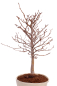 Preview: Bonsai - Fagus crenata, Japanische Kerbbuche  aus Japan 229/85