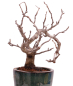 Preview: Bonsai - Pourthiaea villosa - Warzige Glanzmispel Shohin aus Japan 229/86