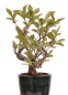 Preview: Bonsai - Pourthiaea villosa - Warzige Glanzmispel Shohin aus Japan 229/86