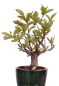 Preview: Bonsai - Pourthiaea villosa - Warzige Glanzmispel Shohin aus Japan 229/86