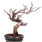 Preview: Bonsai - Pourthiaea villosa - Warzige Glanzmispel Shohin aus Japan 229/87