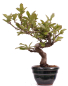 Preview: Bonsai - Pourthiaea villosa - Warzige Glanzmispel Shohin aus Japan 229/87