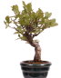 Preview: Bonsai - Pourthiaea villosa - Warzige Glanzmispel Shohin aus Japan 229/87