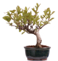 Preview: Bonsai - Pourthiaea villosa - Warzige Glanzmispel Shohin aus Japan 229/88