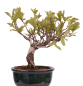Preview: Bonsai - Pourthiaea villosa - Warzige Glanzmispel Shohin aus Japan 229/88