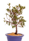 Preview: Bonsai - Japanische Satsuki Azalee - Rhododendron indicum 229/89