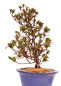 Preview: Bonsai - Japanische Satsuki Azalee 'Karenko'- Rhododendron indicum 229/90