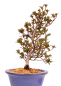 Preview: Bonsai - Japanische Satsuki Azalee 'Karenko'- Rhododendron indicum 229/90