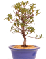 Preview: Bonsai - Japanische Satsuki Azalee 'Yama-no-Hikari' -Rhododendron indicum 229/91