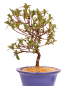 Preview: Bonsai - Japanische Satsuki Azalee 'Yama-no-Hikari' -Rhododendron indicum 229/92