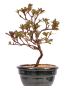 Preview: Bonsai - Japanische Satsuki Azalee 'Fureai-no-Sato' -Rhododendron indicum 229/93