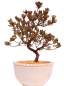 Preview: Bonsai - Japanische Satsuki Azalee 'Suzu-no-Homare' -Rhododendron indicum 229/94