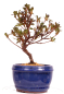 Preview: Bonsai - Japanische Satsuki Azalee - Rhododendron indicum 229/95