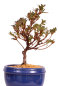 Preview: Bonsai - Japanische Satsuki Azalee - Rhododendron indicum 229/95