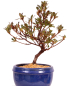 Preview: Bonsai - Japanische Satsuki Azalee - Rhododendron indicum 229/95