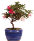Preview: Bonsai - Japanische Satsuki Azalee 'Zansetsu' - Rhododendron indicum 229/95