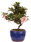 Preview: Bonsai - Japanische Satsuki Azalee 'Zansetsu' - Rhododendron indicum 229/95