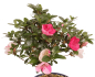Preview: Bonsai - Japanische Satsuki Azalee 'Zansetsu' - Rhododendron indicum 229/95