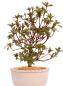 Preview: Bonsai - Japanische Satsuki Azalee 'Karenko'- Rhododendron indicum 229/96