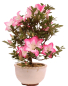 Preview: Bonsai - Japanische Satsuki Azalee 'Karenko'- Rhododendron indicum 229/96