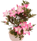 Preview: Bonsai - Japanische Satsuki Azalee 'Karenko'- Rhododendron indicum 229/96