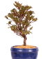 Preview: Bonsai - Japanische Satsuki Azalee - Rhododendron indicum 229/99