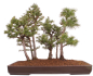 Preview: Bonsai - Larix kaempferi - Japanische Lärche - Wald mit 6 Bäumen