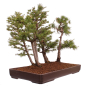 Preview: Bonsai - Larix kaempferi - Japanische Lärche - Wald mit 6 Bäumen