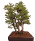 Preview: Bonsai - Larix kaempferi - Japanische Lärche - Wald mit 6 Bäumen
