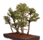 Preview: Bonsai - Larix kaempferi - Japanische Lärche - Wald mit 6 Bäumen
