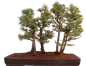Preview: Bonsai - Larix kaempferi - Japanische Lärche - Wald mit 6 Bäumen