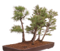 Preview: Bonsai - Larix kaempferi - Japanische Lärche - Wald mit 6 Bäumen