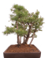 Preview: Bonsai - Larix kaempferi - Japanische Lärche - Wald mit 6 Bäumen
