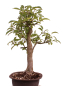 Preview: Bonsai - Malus spec.  Zier-Apfel 230/06