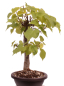 Preview: Bonsai - Tilia cordata  - Winterlinde 230/07