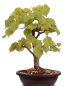 Preview: Bonsai - Tilia cordata  - Winterlinde 230/07