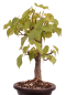 Preview: Bonsai - Tilia cordata  - Winterlinde 230/07