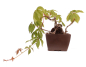 Preview: Bonsai - Parthenocissus tricuspidata  - Wilder Wein, Jungfernrebe 230/08
