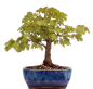 Preview: Bonsai - Acer campestre - Feldahorn  230/09