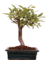 Preview: Bonsai - Malus spec.  Zier-Apfel 230/10