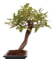 Preview: Bonsai - Malus spec.  Zier-Apfel 230/10