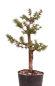 Preview: Bonsai - Larix spec. - Lärche 230/11